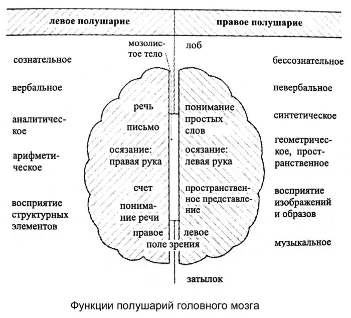 Картинка полушария головного мозга